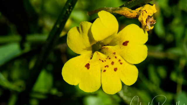 Erythranthe primuloides Primrose monkeyflower, Erythranthe primuloides