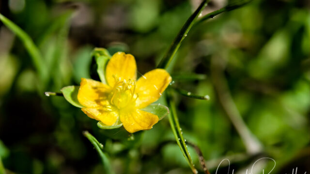 Hypericum anagalloides Tinker's penny, Hypericum anagalloides