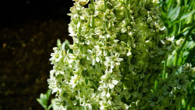 Veratrum californicum var. californicum California corn lily, Veratrum californicum var. californicum