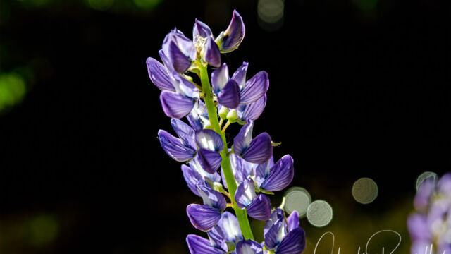 Lupinus polyphyllus var. burkei Burke's lupine, Lupinus polyphyllus var. burkei