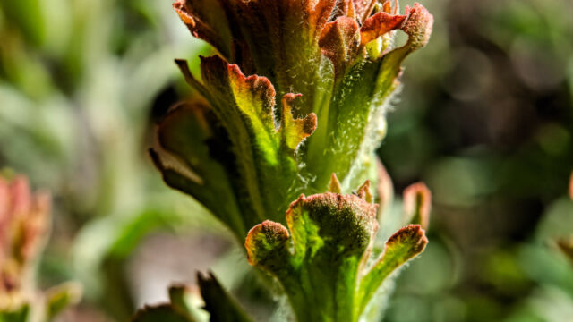 Castilleja arachnoidea Cobwebby paintbrush, Castilleja arachnoidea