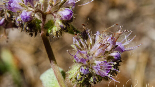 Phacelia mutabilis Changeable phacelia, Phacelia mutabilis