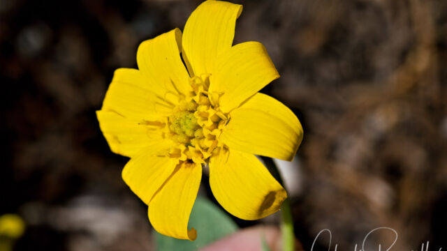 Arnica mollis Hairy arnica, Arnica mollis