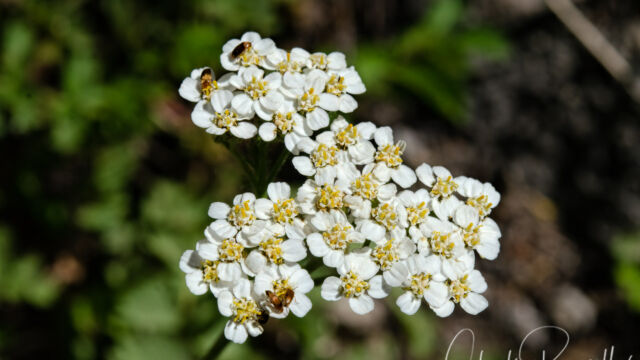 Achillea millefolium Common yarrow, Achillea millefolium