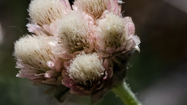 Antennaria rosea Rosy pussytoes, Antennaria rosea