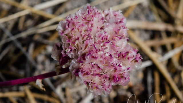 Calyptridium umbellatum Pussy paws, Calyptridium umbellatum