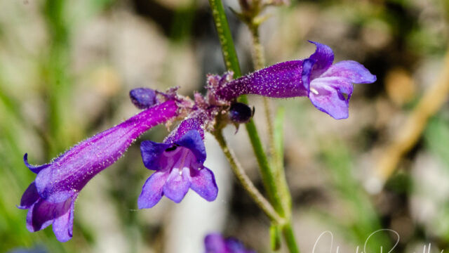 Penstemon gracilentus Slender penstemon, Penstemon gracilentus