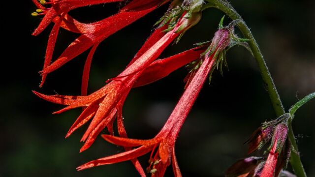 Ipomopsis aggregata Scarlet gilia, Ipomopsis aggregata