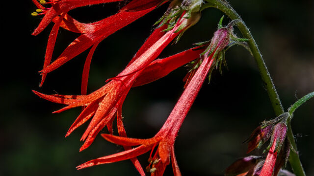 Ipomopsis aggregata Scarlet gilia, Ipomopsis aggregata
