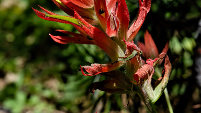 Castilleja miniata Scarlet paintbrush, Castilleja miniata