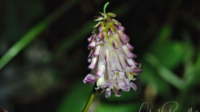 aka Shasta clover, Trifolium productum Productive clover, Trifolium productum