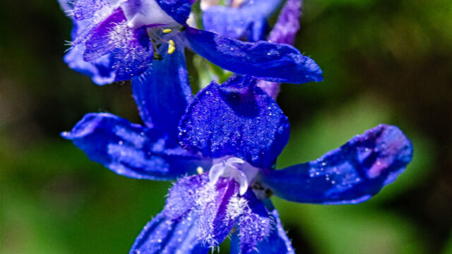 Delphinium nuttallianum Meadow larkspur, Delphinium nuttallianum