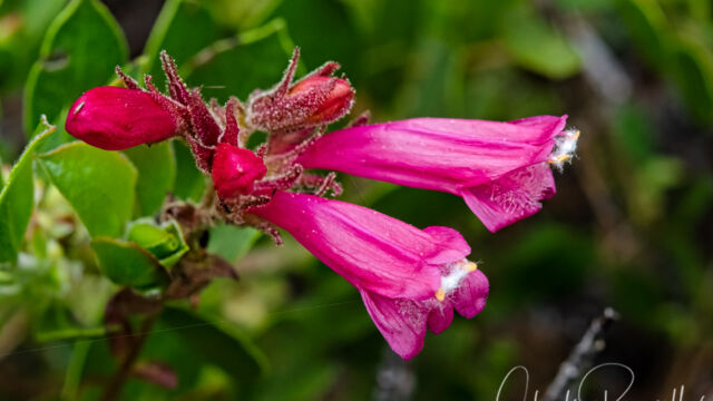Penstemon newberryi Mountain pride, Penstemon newberryi