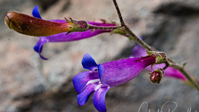 Penstemon neotericus Plumas county beardtongue, Penstemon neotericus