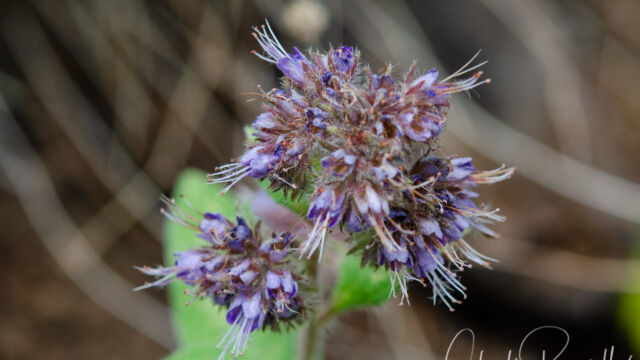 Phacelia mutabilis Changeable phacelia, Phacelia mutabilis