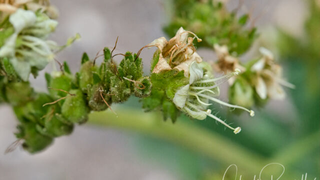 Phacelia procera Tall phacelia, Phacelia procera
