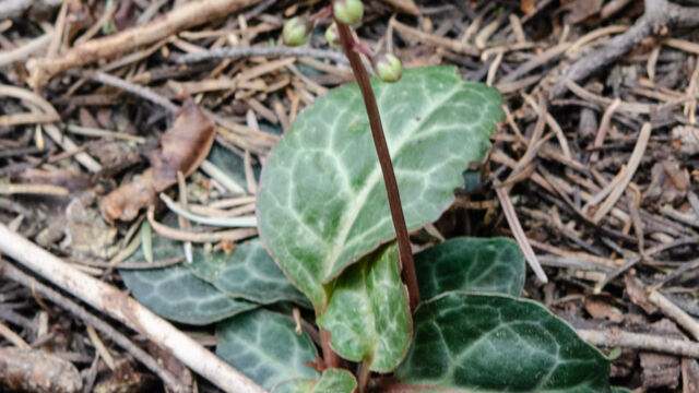 Pyrola picta White veined wintergreen, Pyrola picta
