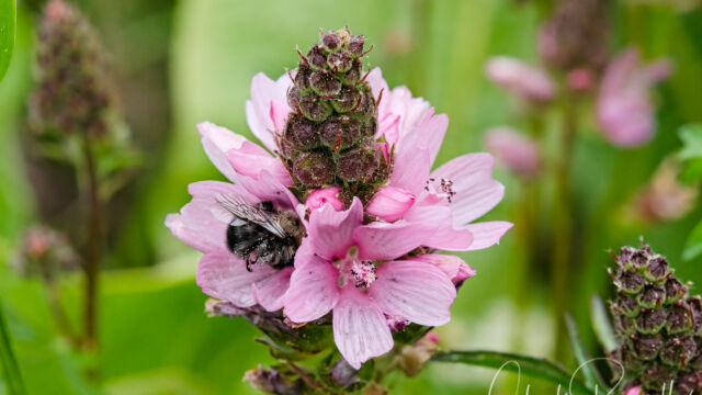 Sidalcea oregana ssp. spicata Oregon checkerbloom, Sidalcea oregana ssp. spicata