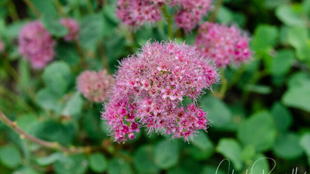 Spiraea splendens Rose meadowsweet, Spiraea splendens
