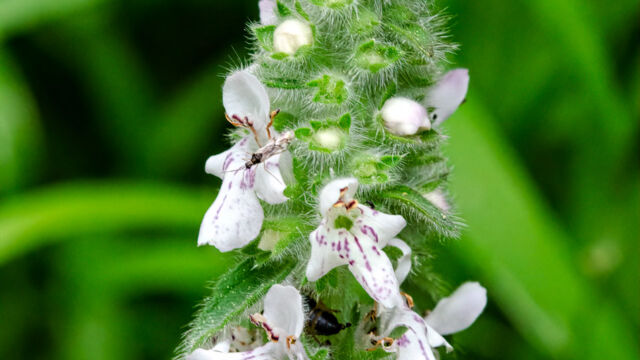 Stachys rigida Rough hedgenettle, Stachys rigida