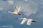 Tundra Swans in flight