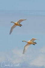 Tundra Swans