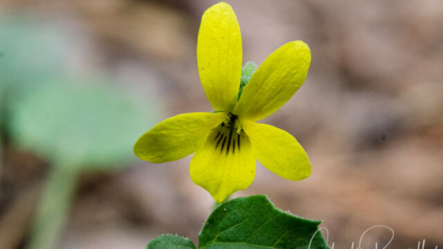 Viola purpurea Goosefoot violet, Viola purpurea