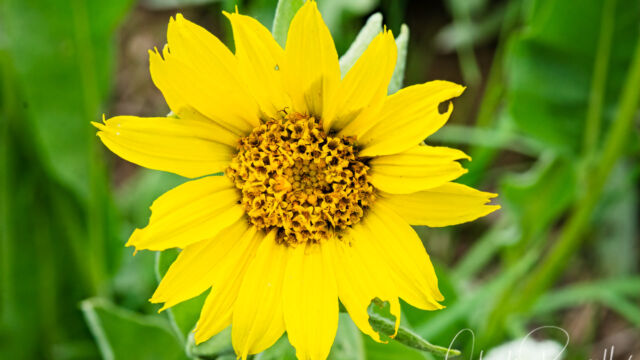 Wyethia mollis Woolly mule's ears, Wyethia mollis