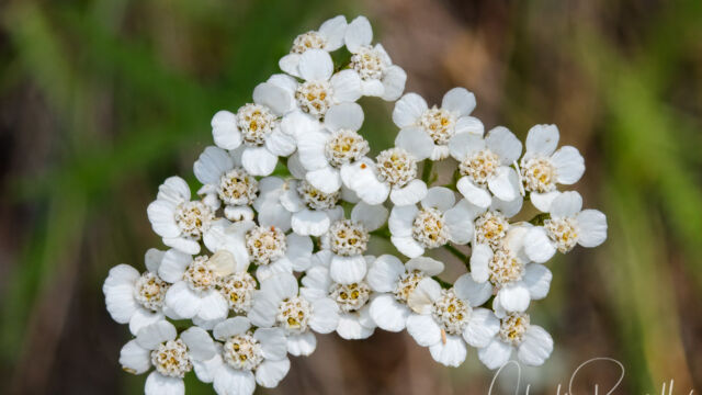 Achillea millefolium Common Yarrow, Achillea millefolium