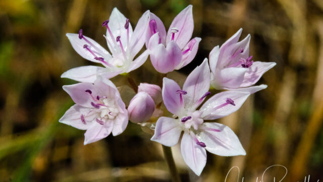 Allium amplectens Narrowleaf onion, Allium amplectens