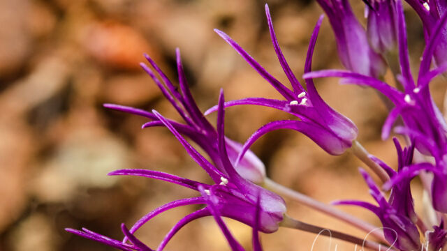 Allium falcifolium Sickle leaf onion, Allium falcifolium