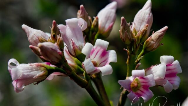 Apocynum androsaemifolium Spreading dogbane, Apocynum androsaemifolium