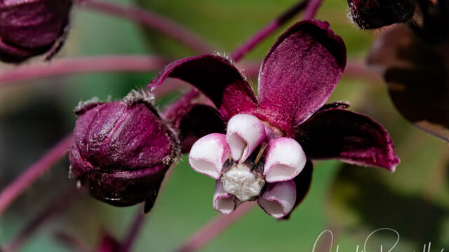 Asclepias cordifolia Purple milkweed, Asclepias cordifolia
