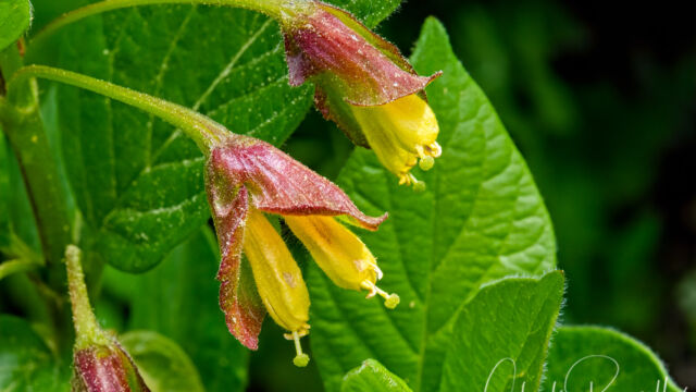 Lonicera involucrata Twinberry, Lonicera involucrata