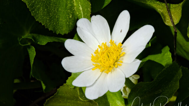 Caltha leptosepala Marsh marigold, Caltha leptosepala