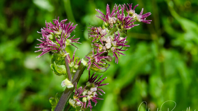 Thalictrum occidentale, female flowers Western meadowrue, Thalictrum occidentale, female flowers