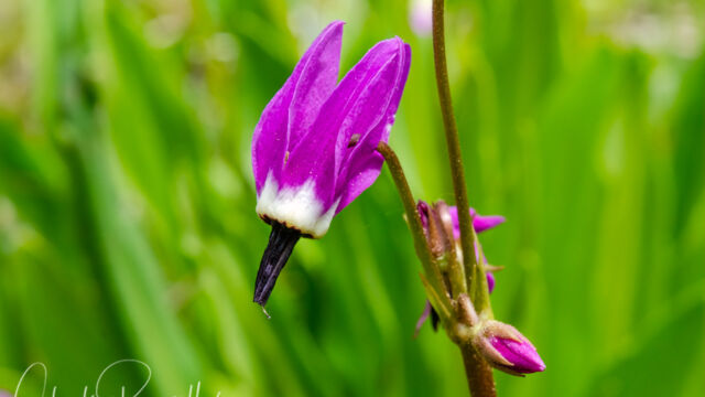 Primula jeffreyi Sierra shooting star, aka Jeffrey's shooting star, Tall mountain shooting star. Primula jeffreyi