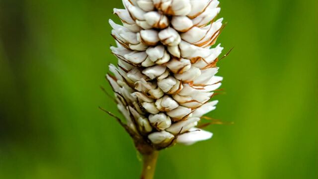 Bistorta bistortoides American bistort, Bistorta bistortoides