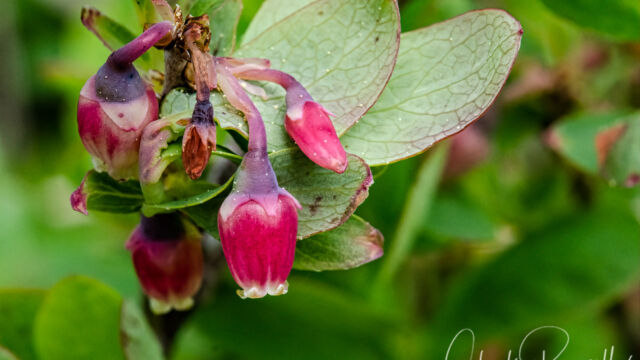 Vaccinium cespitosum Dwarf bilberry, Vaccinium cespitosum