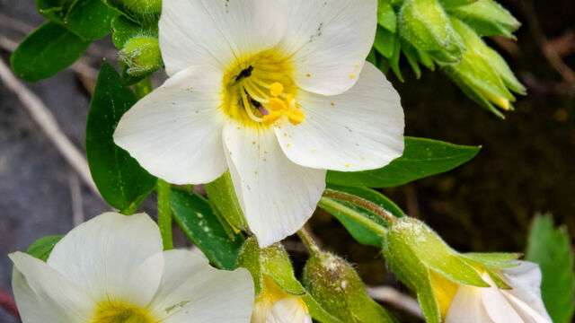 Polemonium carneum Oregon polemonium, aka Great polemonium, Salmon polemonium. Polemonium carneum