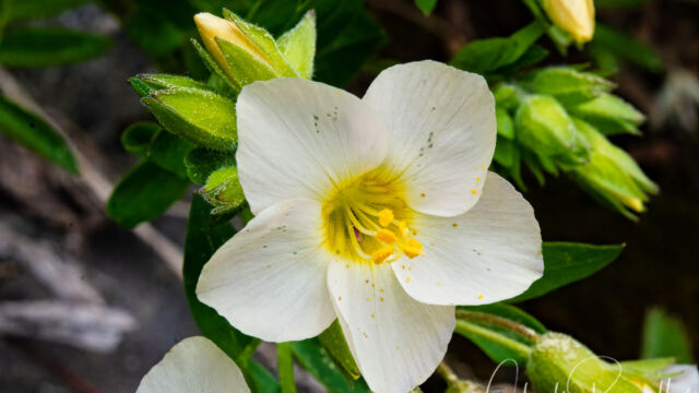 Polemonium carneum Oregon polemonium, aka Great polemonium, Salmon polemonium. Polemonium carneum