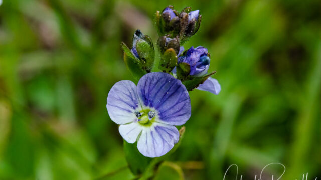 Veronica wormskjoldii Alpine Speedwell, Veronica wormskjoldii