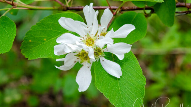 Amelanchier alnifolia Western Serviceberry, Amelanchier alnifolia