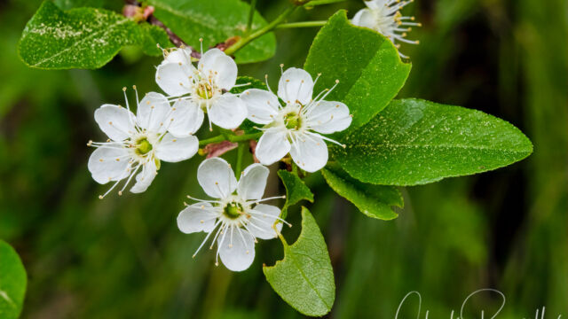 Prunus emarginata Bitter Cherry, Prunus emarginata