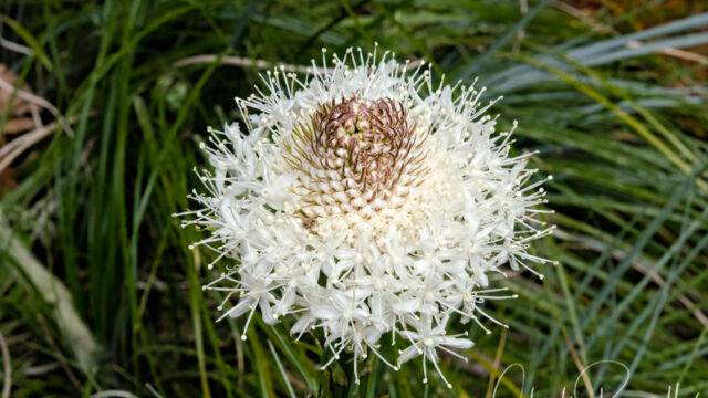 Xerophyllum tenax Bear grass, Xerophyllum tenax
