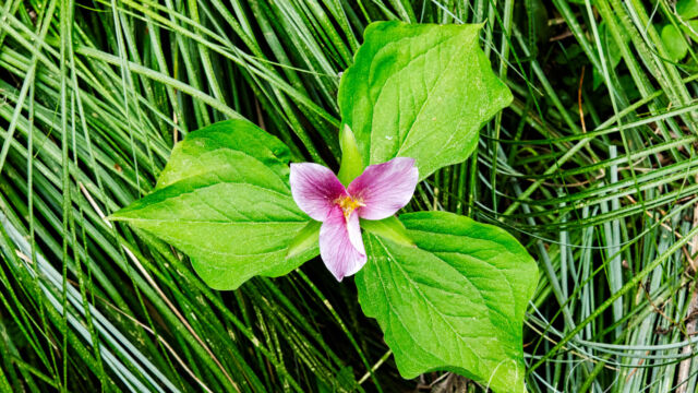 Trillium ovatum, turning pink as it ages Western trillium, Trillium ovatum