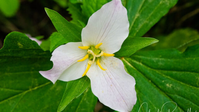 Trillium ovatum Western trillium, Trillium ovatum