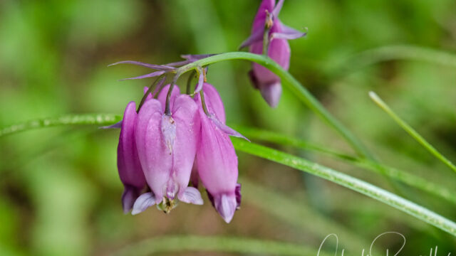 Dicentra formosa Pacific bleeding heart, Dicentra formosa