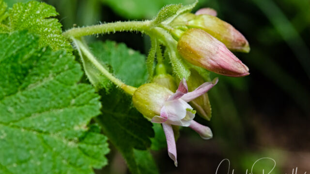 Ribes viscosissimum Sticky Currant, Ribes viscosissimum