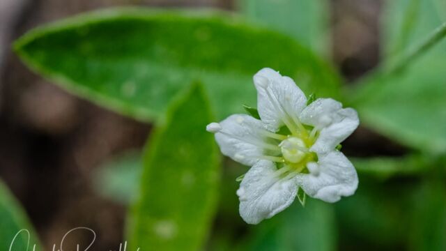 Moehringia macrophylla Largeleaf sandwort, Moehringia macrophylla